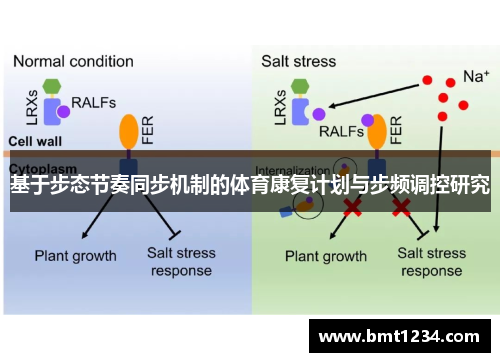基于步态节奏同步机制的体育康复计划与步频调控研究